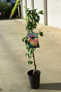 �~�c�썂�~�c�ڂ��ؕc�̂������ߔ~�@����ň�Ă�ʎ��@�E���c