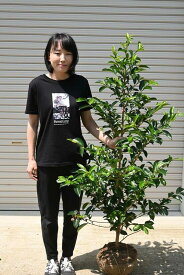 楽天市場 本榊 苗の通販