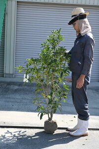 植木 盆栽 金木犀の人気商品 通販 価格比較 価格 Com