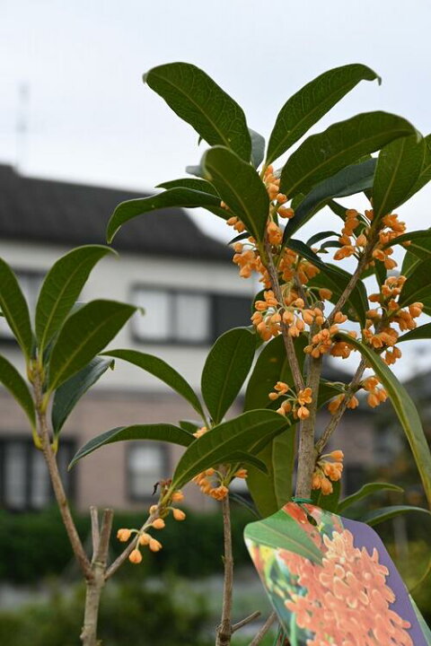 楽天市場 大苗金木犀 キンモクセイ開花苗 金木犀22年10月19日開花中 高さ 150センチ前後金木犀 苗木 園芸百貨店何でも揃うこぼんさい 楽天市場 大苗金木犀 キンモクセイ開花苗 金木犀22年10月19日開花中 高さ 150センチ前後金木犀 苗木 園芸百貨店何でも揃うこぼんさい