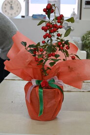 2023年クリスマスのおすすめ鉢花 ルビーサンザシ プラ鉢入り 庭木用 鉢植え用　12月実付きです　さんざし鉢植え