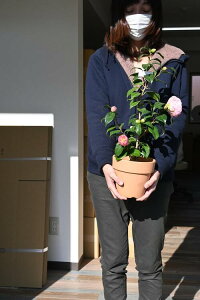 2021N12Jԑ蕨ɒ yԔAz ycoLAz