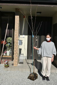 A@̕c@ygczg삪ł́@_gc̐lC̍@