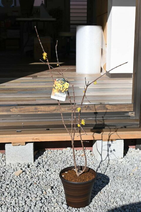 楽天市場】狼狽鉢植え2025年1月に開花花芽付きでお届けです！】冬に 