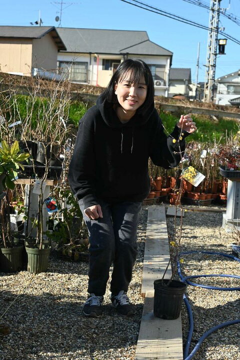 楽天市場】2026年2月から3月に接ぎ木3年5号満月狼狽苗木冬にいい香り 