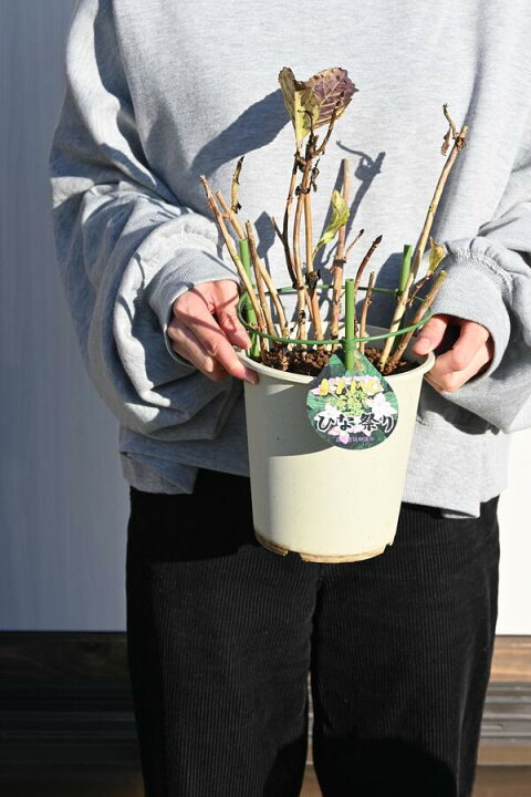 楽天市場 アジサイ苗ひな祭りアジサイピンク花 紫陽花6月のお届けは開花終了剪定後の状態でのお届けとなります 5号鉢植え母の日 ギフト 花 鉢植え 園芸百貨店何でも揃うこぼんさい