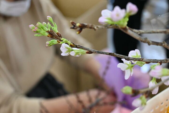 楽天市場 さくら切り花22年12月21日から発送啓翁桜切り花奈良県吉野の啓翁桜新春のお祝い年末年始の贈り物に春を感じる冬に咲く桜お祝いごとにプレゼントに お祝い事の贈り物に お花の贈り物啓翁桜花束桜の花束桜の花束 ギフト 園芸百貨店何でも揃うこぼんさい