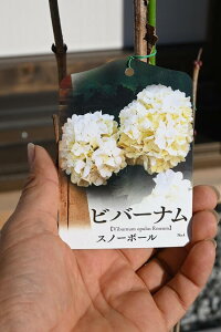 2025Nv[g5ɊJԃro[iXm[{[A