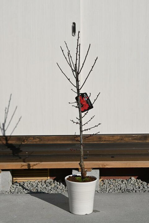 楽天市場 鉢植え鹿児島梅鹿児島紅梅22年2月花芽確認開花予定花梅梅の木 園芸百貨店何でも揃うこぼんさい