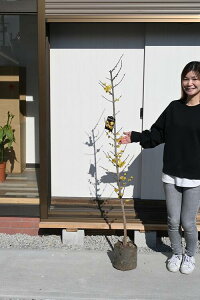 ~ɂ肪郍EoC2026N1`2{ɊJԂ܂Bڂ؂̘X~|bgc EoCcX~ EoC肪΂炵@EoC