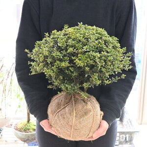 ʎdċcQc߂@30Z`OѐAc@LcQ c@ƂQcłʒѐALcQʍ肽܂LcQ ʎd