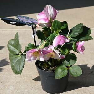 1蔭B2025NNX}X[YJԉԕc NX}X[Y A HGC d