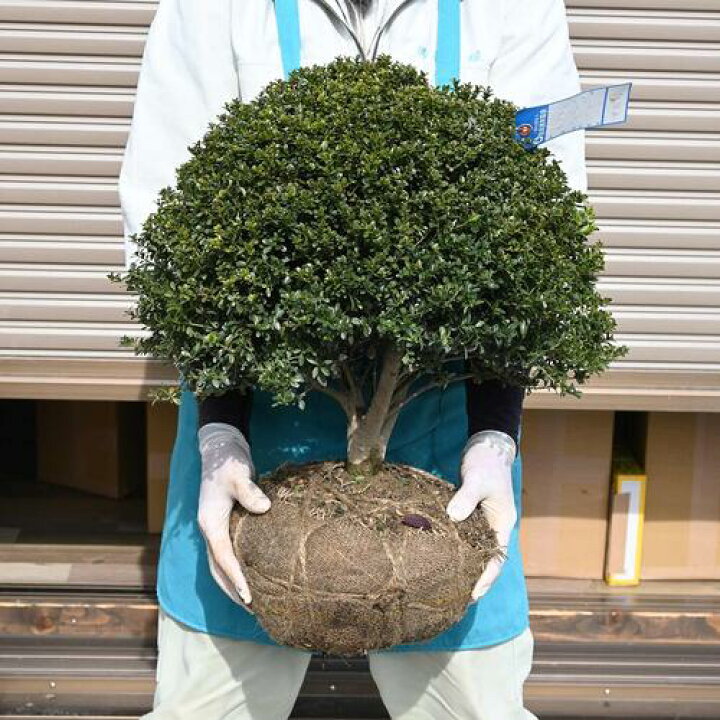 楽天市場】金芽ツゲ 玉仕立て どっしり きんめつげ 高さ40センチ前後金 