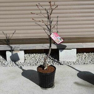 炫߂cy͒ÍczA2026N3Jԗ\̂cc킸瑁炫 JԎ3{