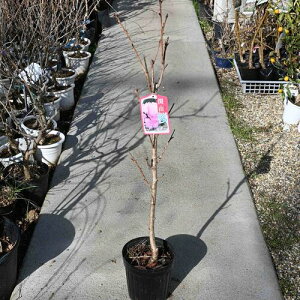 ֎RcJU2025N4ɊJԗ\c̒؍@d@|s[@a̋LOɍ̉Ђ