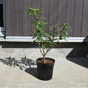 y2025N3`4@Jԁzԍgԁ@ԉԃW`EQ50Z`Ԃ̍肪肪܂BR̍@