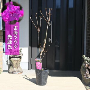 CccW c  d炫 QJCccW UP