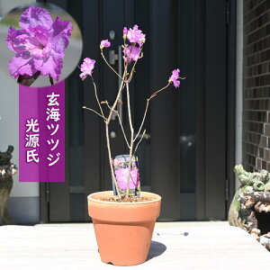 CccW A  d炫 QJCccW UP