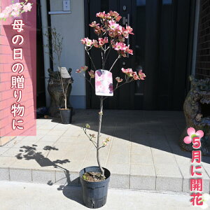 母の日の贈り物に ハナミズキ 赤花 2025年5月に開花 贈り物に レッドジャイアント 花水木 5月に開花 お誕生日プレゼント