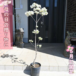 蕨Ƀni~YL c  2025N5ɊJ ̑蕨 ni~YL c  NEhiC Ԑ 5ɊJ