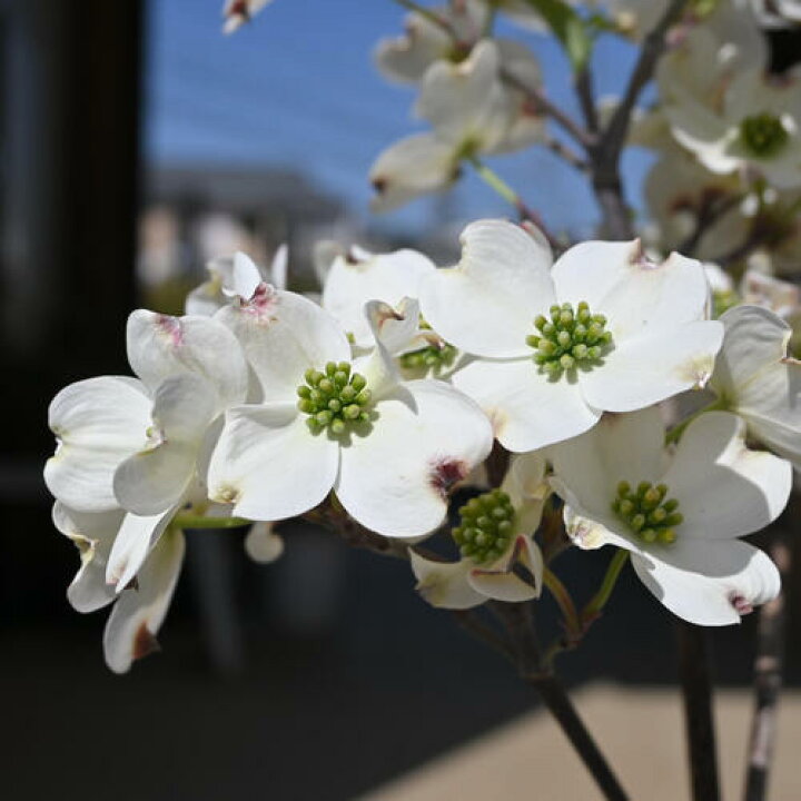 楽天市場】プレゼントに白のハナミズキ2026年4月に開花ハナミズキ 苗木 