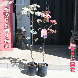 v[g5ɊJԂav[g ni~YL c gZbg 2025N5JԂȃ蕨 bhWCAg NEhiC Ԑ 5ɊJ ̓̑蕨