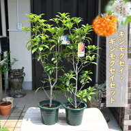 2026年香りを楽しむキンモクセイ ギンモクセイ苗 2種セット 鉢植えでも育てる事ができます プレゼントに …
