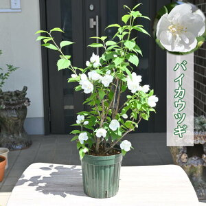 v[gɂԂ炯΂肪邨2025N5JԌݕc oCJEcM ~ԋ 