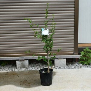 Ԃ̃NQ̂2025N7JԃNQۃNQԃT}[Xm[NQc