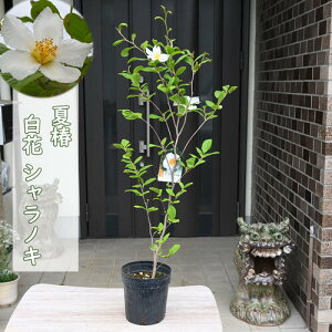 シャラノキ 苗木 白花 夏椿 シャラの木