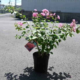 2026年7月より発送2026年8月開花ピンク花のサルスベリぺチートサンシャイン百日紅サルスベリ苗百日紅苗木ピンキー　真夏に咲く花サルスベリ