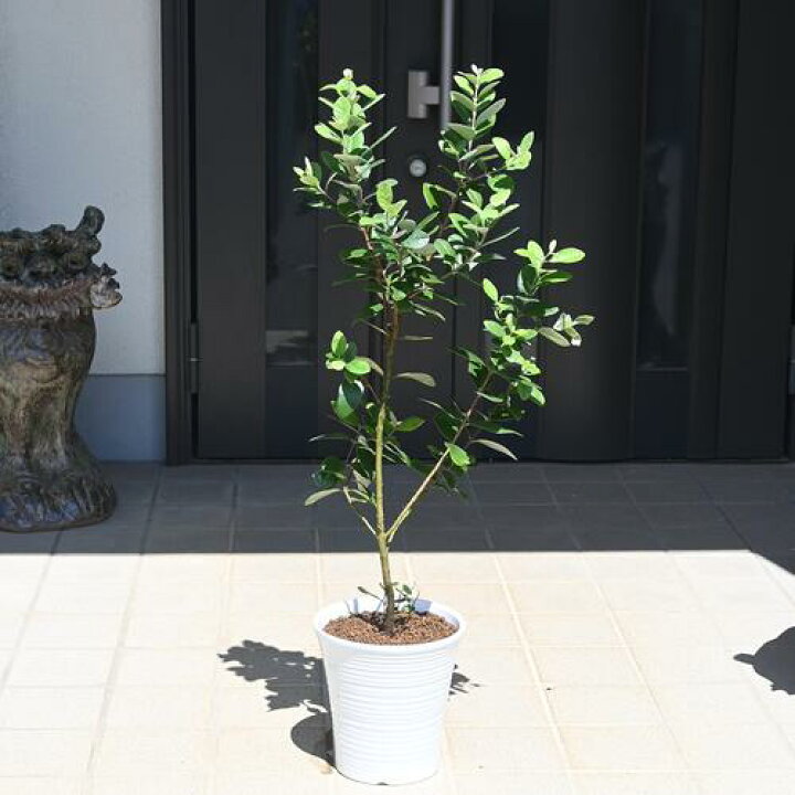 楽天市場】フェイジョア鉢植えフェイジョアアポロ 挿し木 しっかりと 