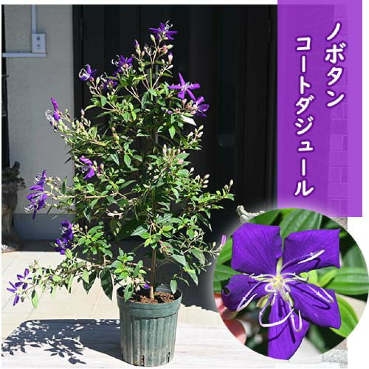 楽天市場】2025年8月より花芽確認のノボタン コートダジュール 苗野 