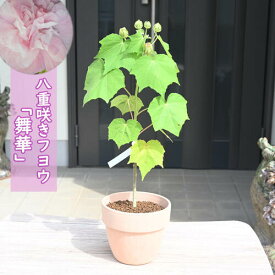 2023年9月開花 フヨウ 鉢植え 舞華 芙蓉 八重咲き テラコッタ鉢入り
