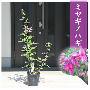 ~MmnM@{씋@c͂@݂€Ĕ@icnMH̎̉ 10{ȍ~͊JԂIĂ܂