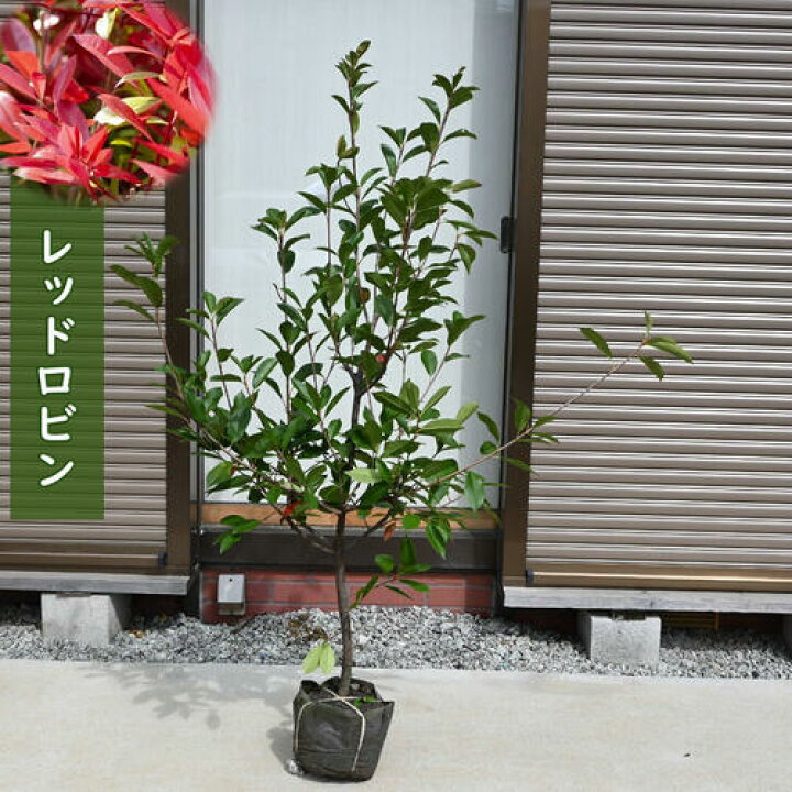 楽天市場】レッドロビン 苗木 生垣 常緑 ベニカナメモチ 庭木 : 園芸 