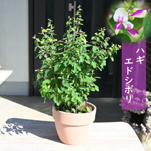 2025N9JԉԔ GhV{ nM ]ˍi  ͂ AH̎̉ 10{ȍ~͊JԂIĂ܂