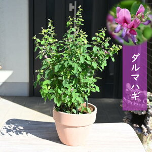 2025N910ɊJ _}nM A B ͂T~_nM H̎̉ PnM 10{ȍ~͊JԂIĂ܂