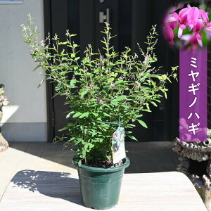 2025N9JԂ͂ɂ܂Ď͕ς܂~MmnM c {씋 ͂@݂€Ĕ@icnMH̎̂Ƃǂ 10{ȍ~͊JԂIĂ܂