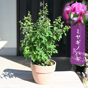 2025N9JԉԔ ~MmnM A {씋 ͂@݂€Ĕ@icnMH̎̉ 10{ȍ~͊JԂIĂ܂