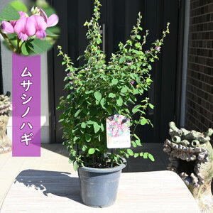 TVmnM c 씋 ͂@݂€Ĕ@icnMH̎̉ 10{ȍ~͊JԂIĂ܂