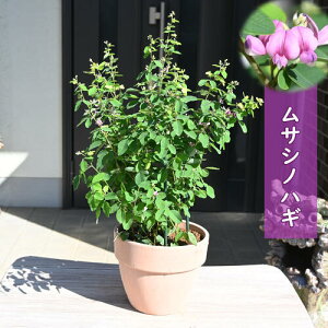 Ԕ TVmnM A 씋 ͂@݂€Ĕ@icnMH̎̉ 10{ȍ~͊JԂIĂ܂