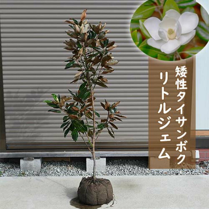 楽天市場】希少大きいサイズリトルジェム大苗 矮性 タイサンボク苗 