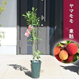 ヤマモモ　東魁山桃 とうかい 苗木 雌木果実が大きい