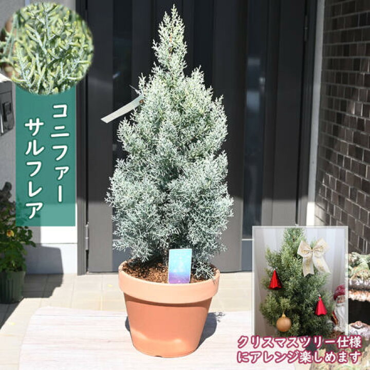 楽天市場】2025年NEW コニファー サルフレア 苗木 クリスマスの木 6号 