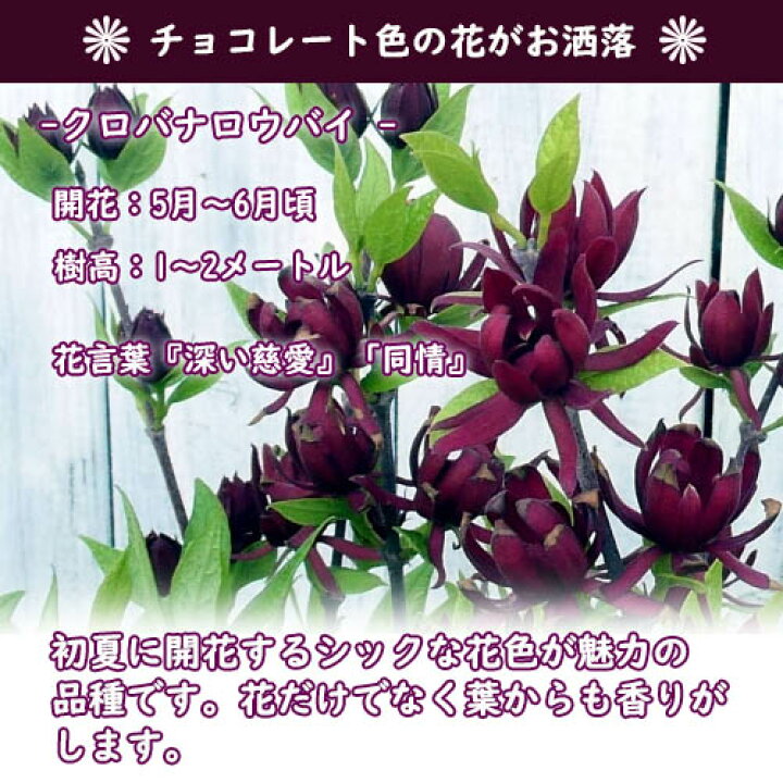 楽天市場】2026年開花見込み クロバナロウバイ苗黒花蝋梅苗接ぎ木3年物 