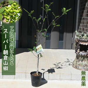 X[p[qR c qR AQn̉a R