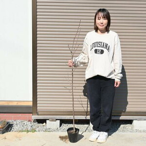 120Z`Oڂ3Nc g c؃\CVm ڂ3NcƂcł