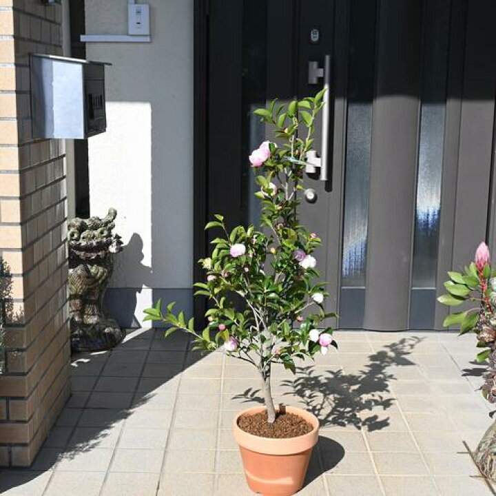 楽天市場】2025年花芽あり11月5日開花 サザンカ 朝倉 鉢植え あさくら 