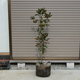 2023年11月10日撮影リトルジェム大苗　矮性　タイサンボク苗泰山木シンボルツリー記念樹